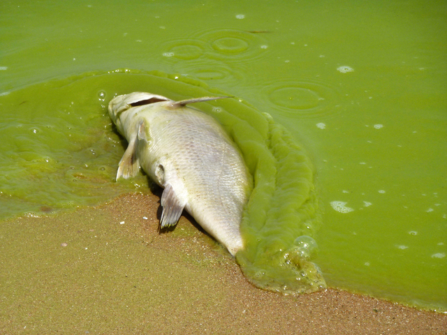 Bipartisan Group of 53 Lawmakers Urge Robust Funding for Harmful Algal Blooms