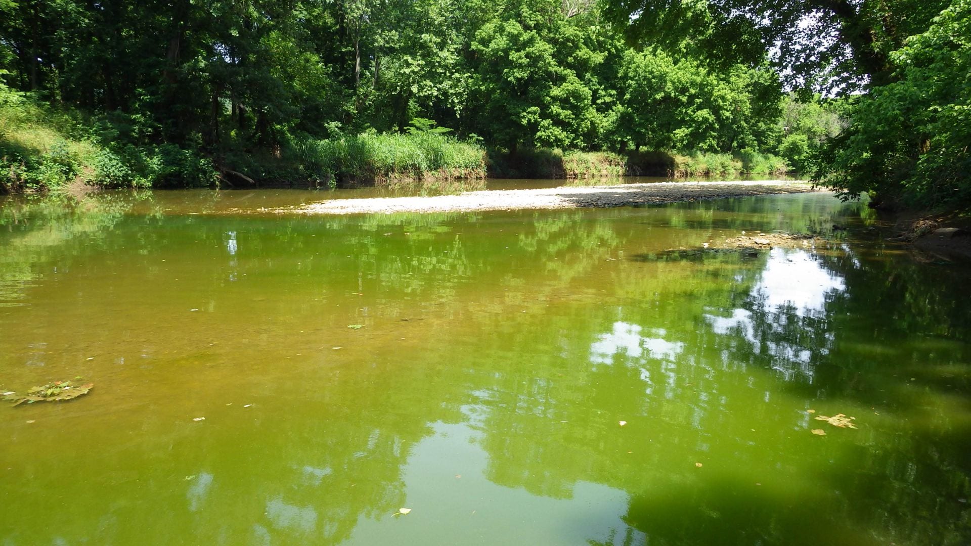 AWRC Publishes Fact Sheet on Algal Blooms in Streams and Ponds