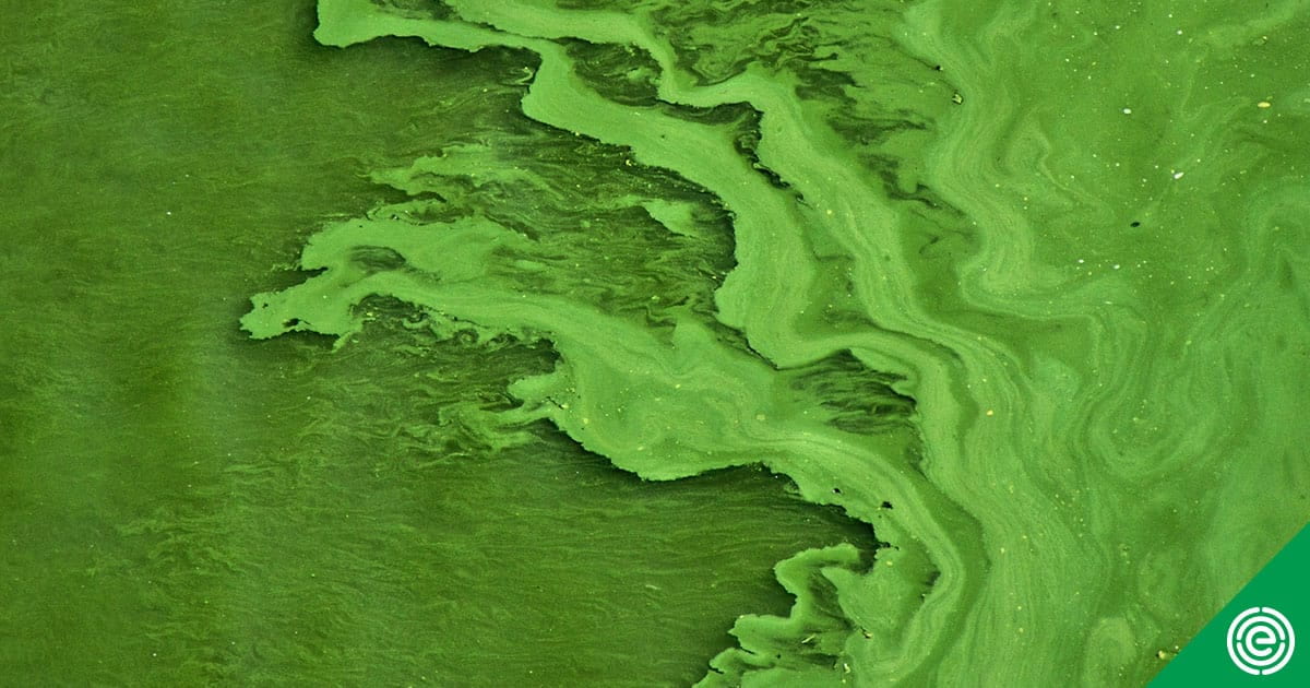 Toxins from Algae Outbreaks Plague Hundreds of Lakes in 48 States