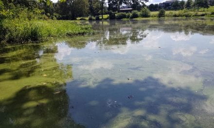 Considerations about Harmful Algal Blooms in Arkansas Ponds
